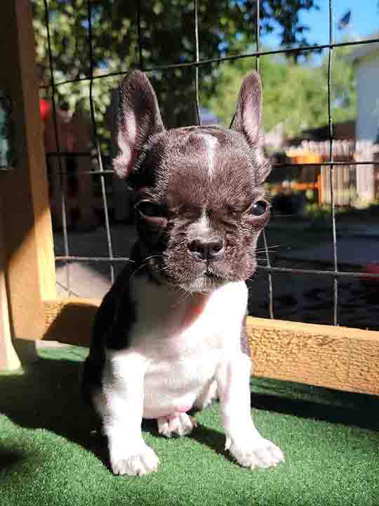 Flower, the real rescued black French bulldog behind Boss Biscuit